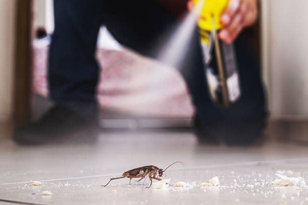 Best Best Pest Control Companies  in Curwensville, PA